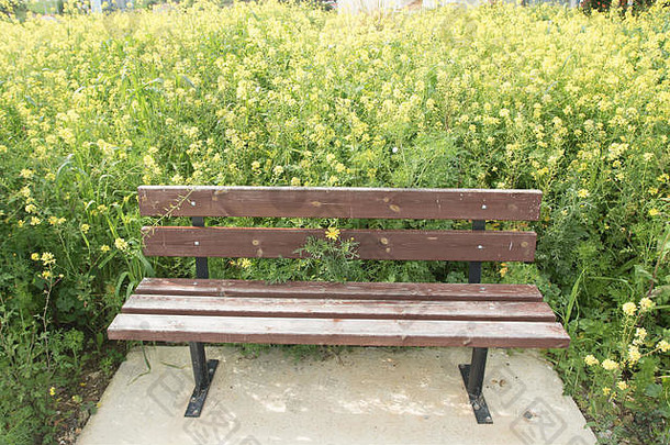 板凳上油菜籽场景观警察塞浦路斯
