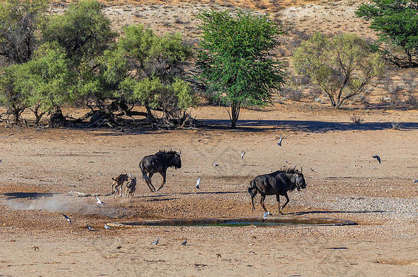小集团蓝色的羚羊的一种connochaetes牛磺酸运行水洞提高灰尘南非洲卡加拉加迪在国外做的公园