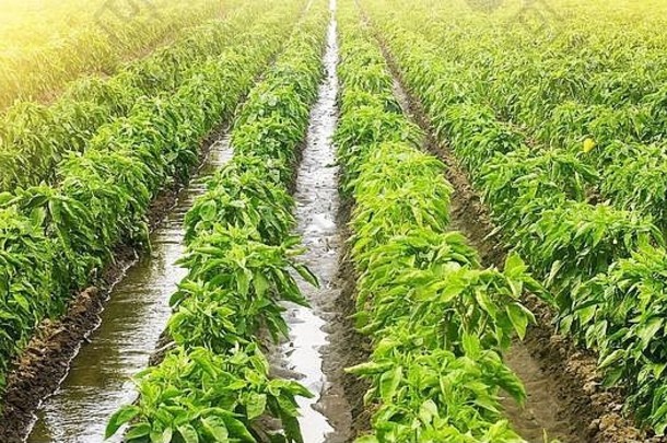 传统的浇水灌溉运河红<strong>辣椒</strong>胡椒<strong>种植</strong>园日益增长的蔬菜农业行业有机食物产品栽培