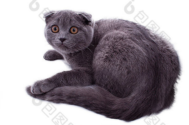 肖像英国短毛猫猫坐着前面白色背景