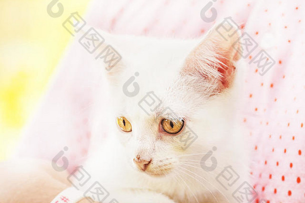 可怜的流浪白色小猫大黄色的眼睛