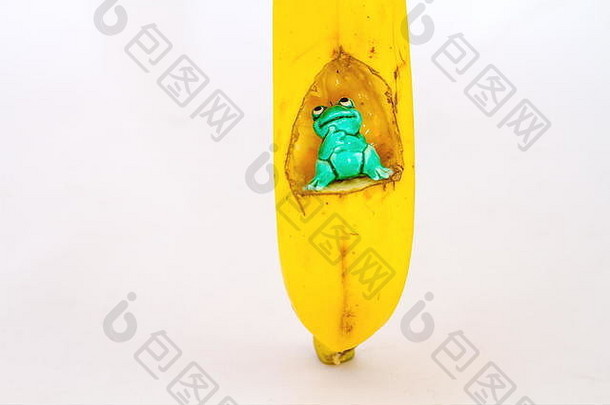 绿色观赏玻璃青蛙内部挖空黄色的香蕉图像复制空间孤立的白色背景
