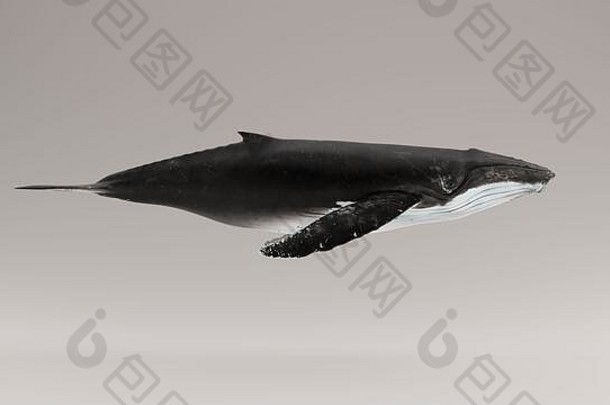 座头鲸鲸鱼插图渲染
