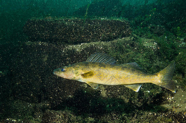 角膜白斑鱼圣罗伦斯河