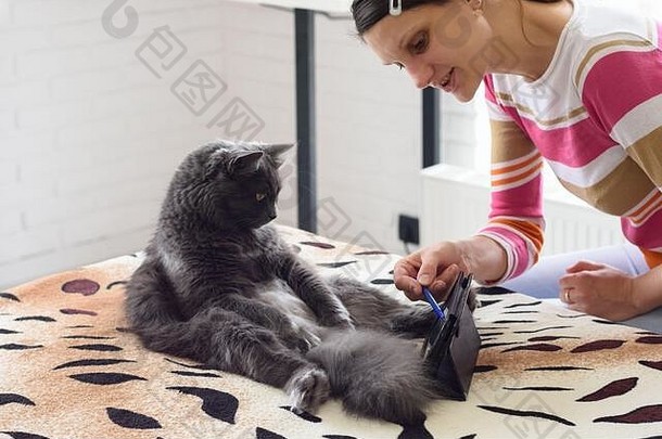 女孩把平板电脑电脑前面猫教