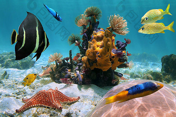 色彩斑斓的水下海生活海底海洋蠕虫海海绵海星珊瑚热带鱼加勒比海
