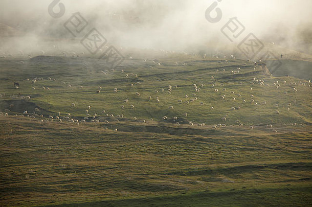 照片多雾的山景观群羊