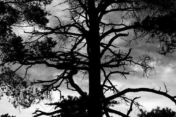 黑与白可爱的几何摘要黑色的喜怒无常的有<strong>创意</strong>的树树木森林分支机构timberart