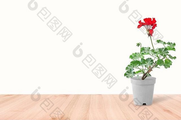 天竺葵<strong>室内</strong>植物花能孤立的白色背景