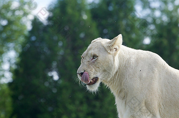 有趣的白色狮子的肖像长舌头牙齿