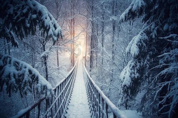 雪冬天森林挂起绳子桥雪冷杉树行路径桥罗塔施泰格邵尔兰德国