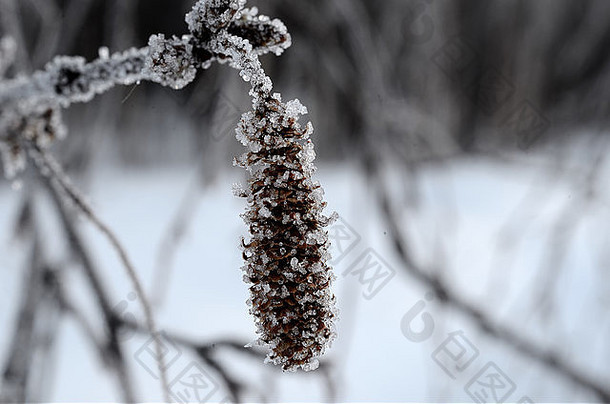 小霜冰覆盖桦木树发芽冬季宏照片