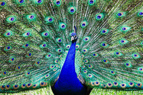 色彩鲜艳的孔雀鸟宽打开尾巴完整的长羽毛站绿色草