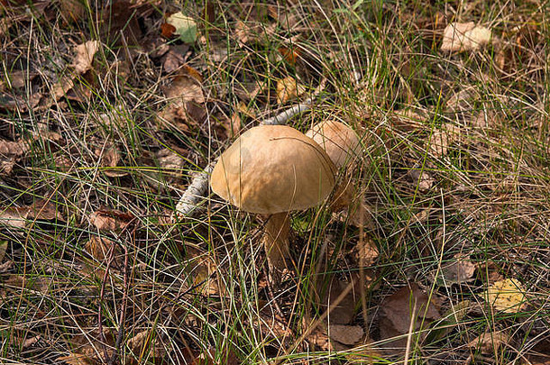 关闭视图可食用的森林蘑菇棕色（的）帽牛肝菌属日益增长的秋天森林下降叶子草