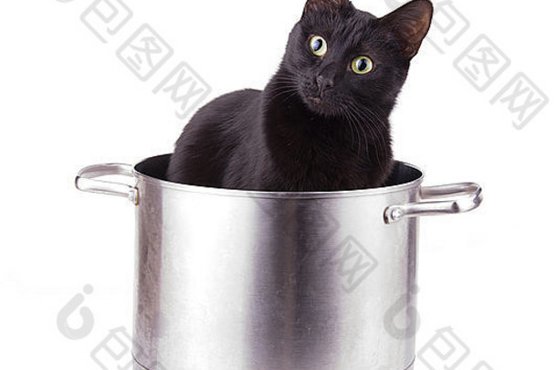 幽默的图像黑色的猫坐着大酱汁能好奇的脸