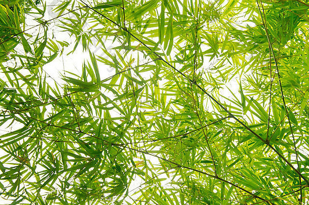 新鲜的绿色竹子叶子背景