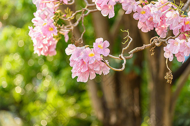 美丽的粉红色的小号花塔贝布亚异叶植物