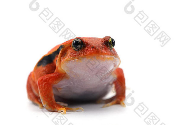 红色的番茄青蛙孤立的白色背景