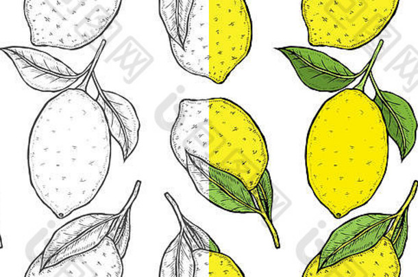 monochrom无缝的模式背景柠檬手画草图草图食物柠檬插图古董风格
