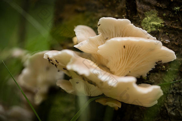 美丽的白色蘑菇日益增长的树树皮夏天雨