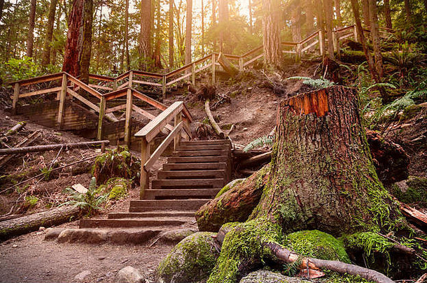 集木楼梯树树桩前景温带雨森林