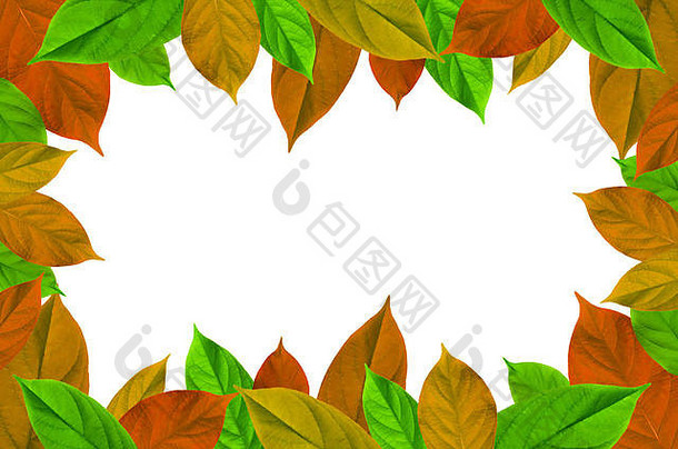 框架色彩斑斓的叶子白色背景孤立的框架色彩斑斓的叶蕨类植物叶免费的空间绿色叶子白色背景