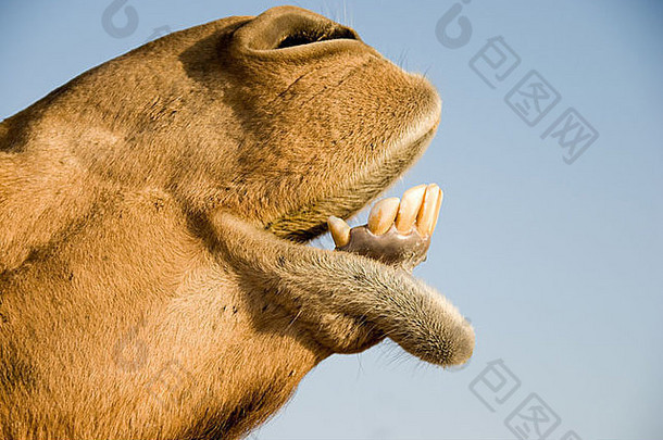 特写镜头骆驼的较低的牙齿