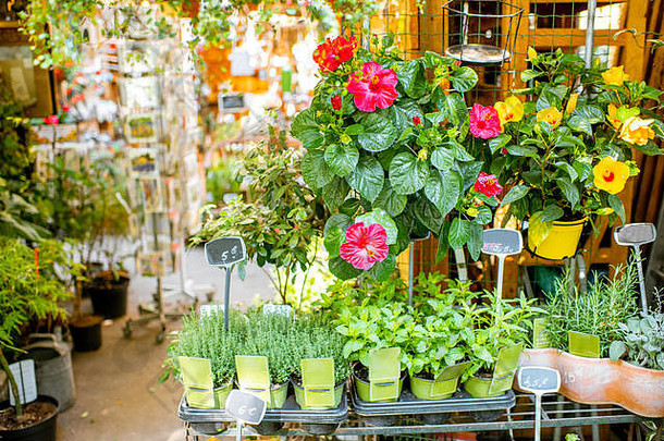 绿色植物花锅展示法国市场