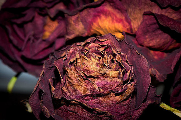 干花详细的宏摄影装饰室内网站设计黑暗花束干玫瑰干玫瑰闪光光
