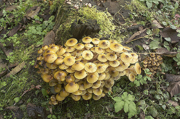 蜜环菌材蘑菇蘑菇布什场