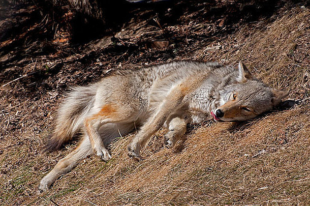土狼休息温暖的春天太阳
