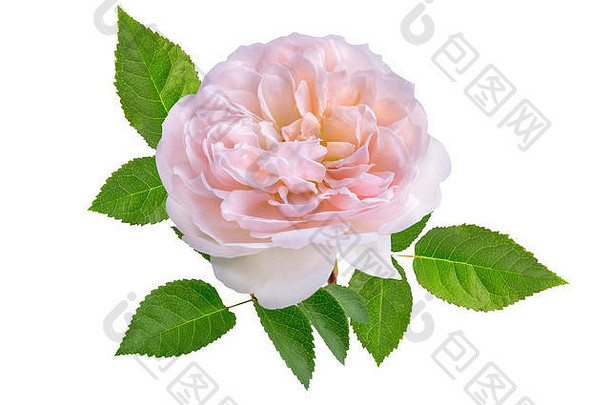 粉红色的玫瑰孤立的白色背景
