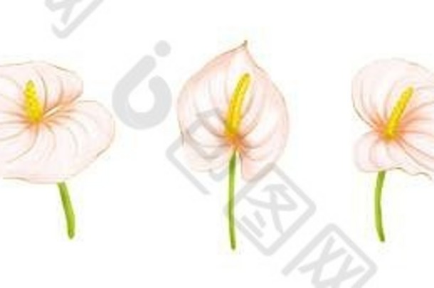 集手画软pink-beige花烛属植物白色背景装饰异国情调的元素邀请卡片纺织打印设计