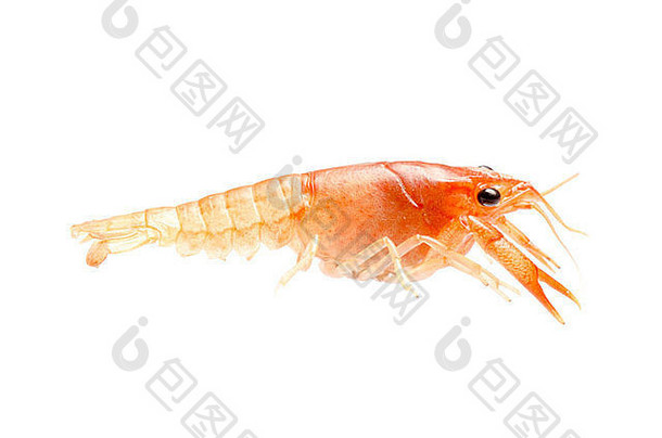 海鲜动物小龙虾虾孤立的白色