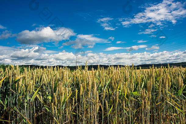 小麦场德国蓝色的天空
