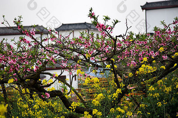 粉红色的桃子黄色的油菜花朵白色中国人农场建筑农民村成都四川中国