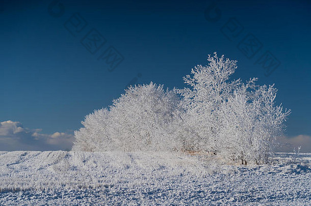 树覆盖雪户外场冬天