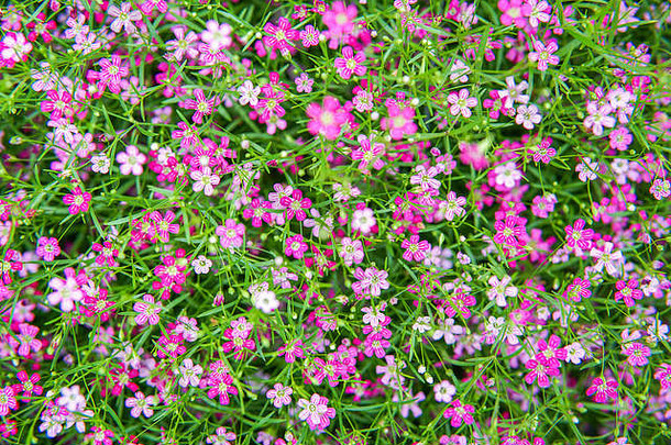 小粉红色的gypso花