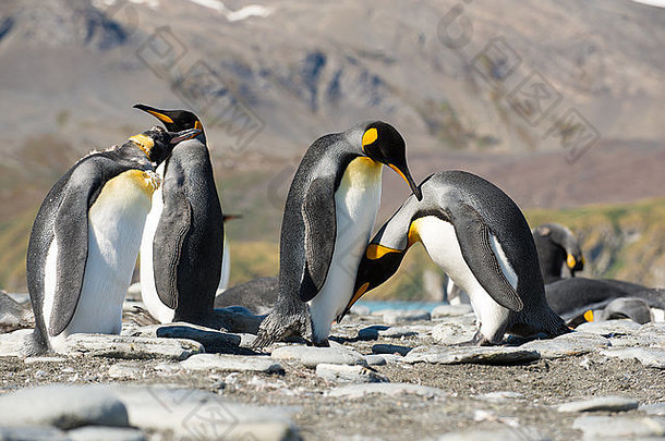 王企鹅Aptenodytes巴塔哥尼库斯梳理<strong>黄金</strong>港口南乔治亚州南极洲