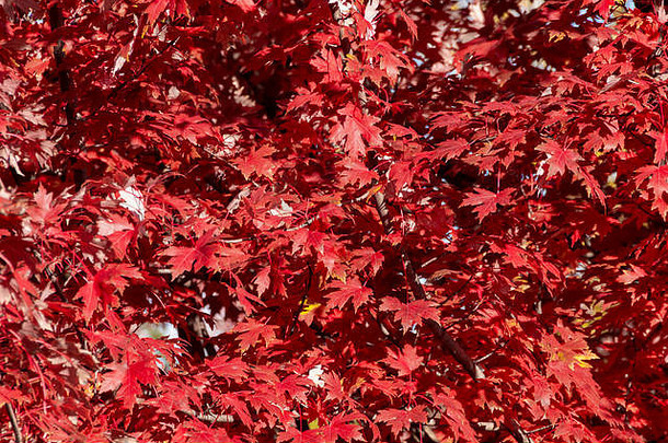 关闭拍摄红色的叶子用力推秋天季节