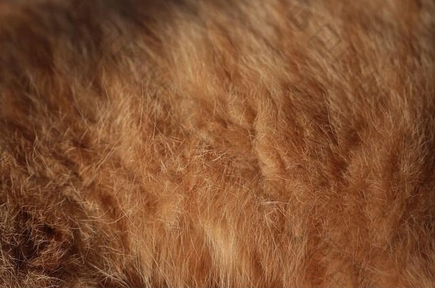 橙色猫的皮毛