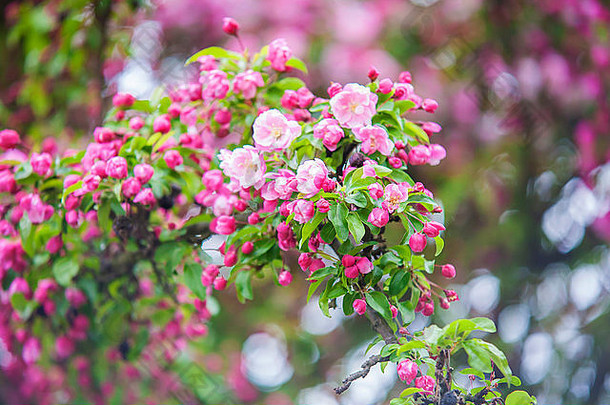 盛开的樱桃树樱花春天