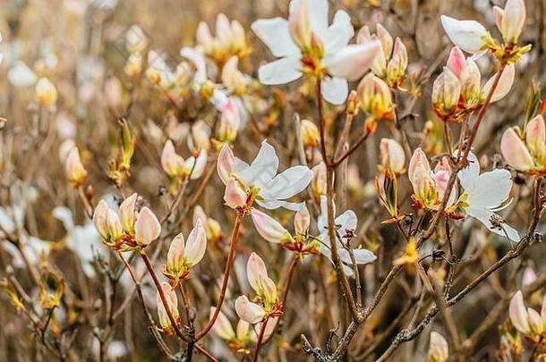 白色皇家杜鹃花灌木盛开的春天朝鲜文本地的植物