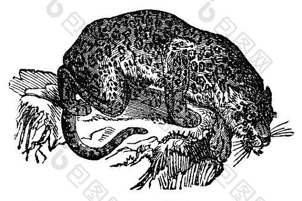 维多利亚时代雕刻捷豹数字恢复图像mid-th世纪百科全书