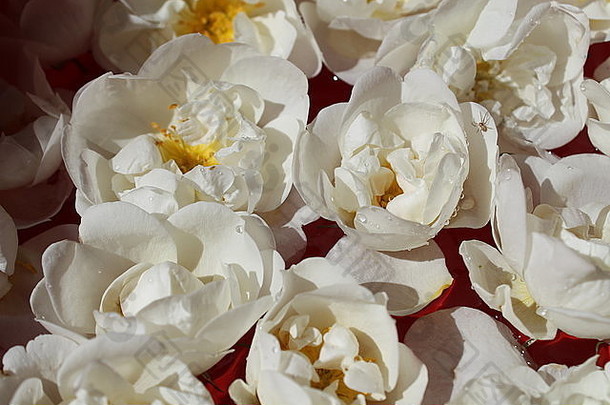 美丽的温柔的花白色花园玫瑰游泳水晶水