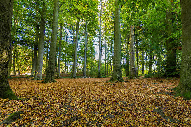 美妙的秋天一天森林spaubeek南林堡省荷兰荷兰