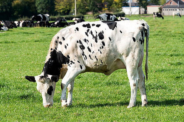 黑色的白色牛放牧绿色草农场比利时