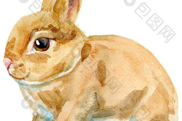 水彩插图米色兔子