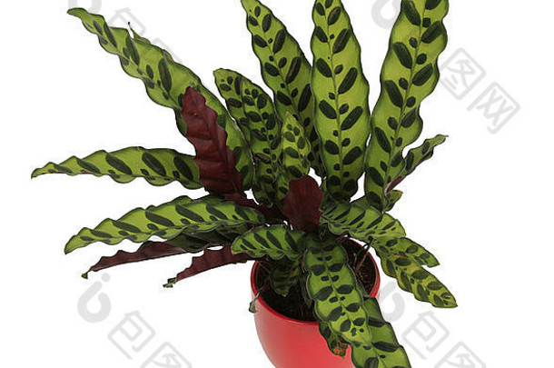卡拉西娅lancifolia卡拉西娅徽章卡拉西娅徽章lancifolia响尾蛇植物