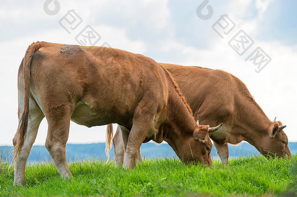 牛放牧绿色草
